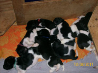 Juno Puppies