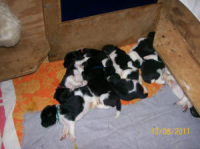 Juno Puppies