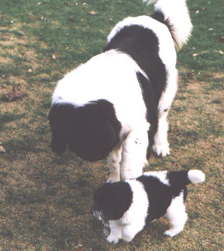 Rosie with Ishtar puppy