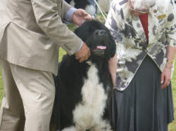 Solomon at 2012 Newfie Nationals