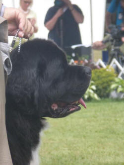 Solomon at 2012 Newfie Nationals