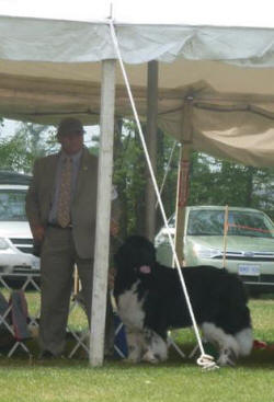 Solomon at 2012 Newfie Nationals